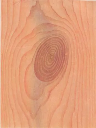 здоровый сучок.jpg здоровый сучок.jpg